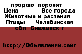 продаю  поросят  › Цена ­ 1 000 - Все города Животные и растения » Птицы   . Челябинская обл.,Снежинск г.